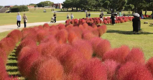 福岡賞楓不用等楓葉！1,250株掃帚草染成紅色毛球花海，萬聖節幽靈躲其中、限定抹茶聖代必吃