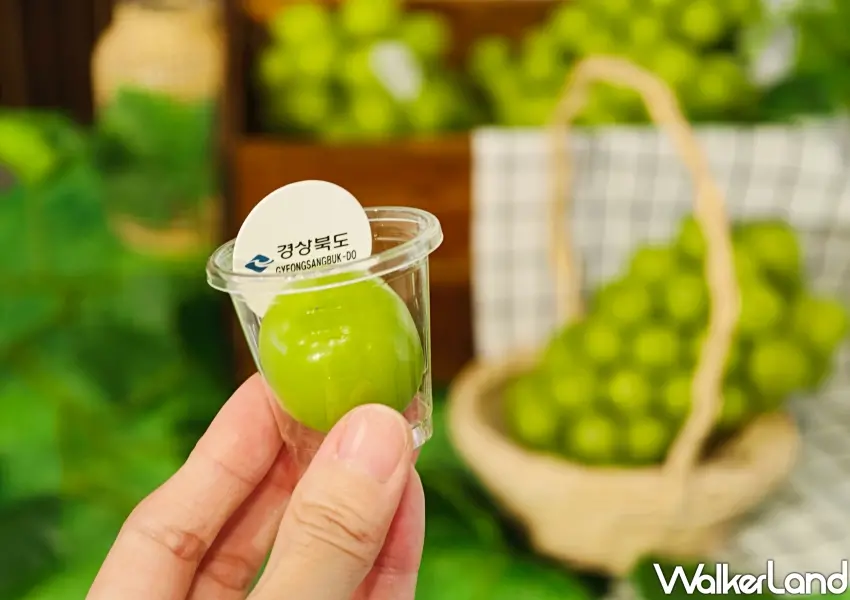 ▲飽滿的韓國慶尚北道產麝香葡萄果實,皮薄無籽且一口爆汁,展現高品質鮮果的清爽甜美。