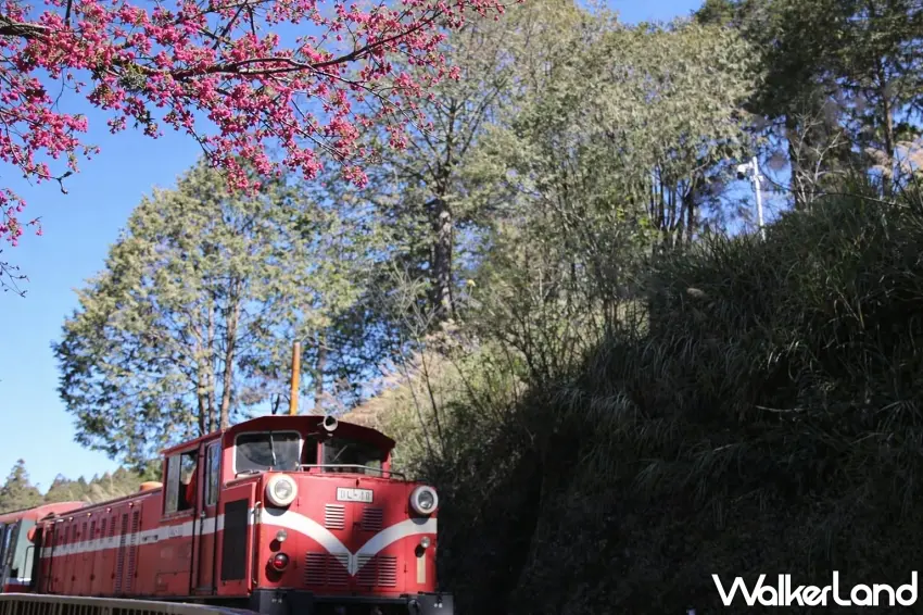 ▲紅色的森林火車慢慢駛過,旁邊山櫻花開得粉嫩嫩,藍天、綠樹、紅火車一次入鏡,隨手一拍就是明信片。新春期間搭乘森林火車,有機會搶先遇見山櫻花初綻的粉紅浪漫,拍照打卡不需要太多技巧。圖/阿里山賓館提供;窩客島整理