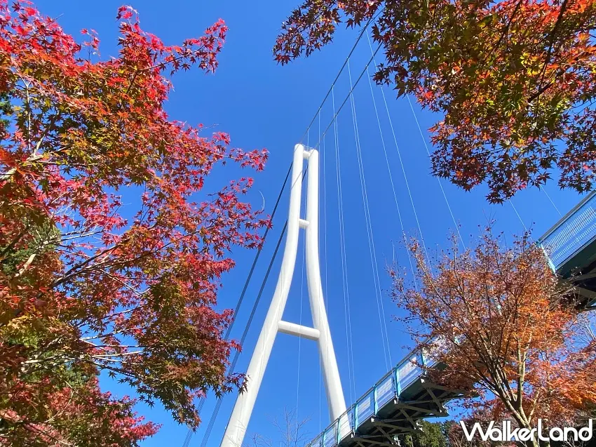 ▲日本靜岡賞楓別錯過三島天空步道,鮮紅楓葉環繞白色吊橋主塔,搭配湛藍天空,光是站在橋下往上拍,就能收進滿滿秋日色彩。圖/三島天空步道提供;窩客島整理