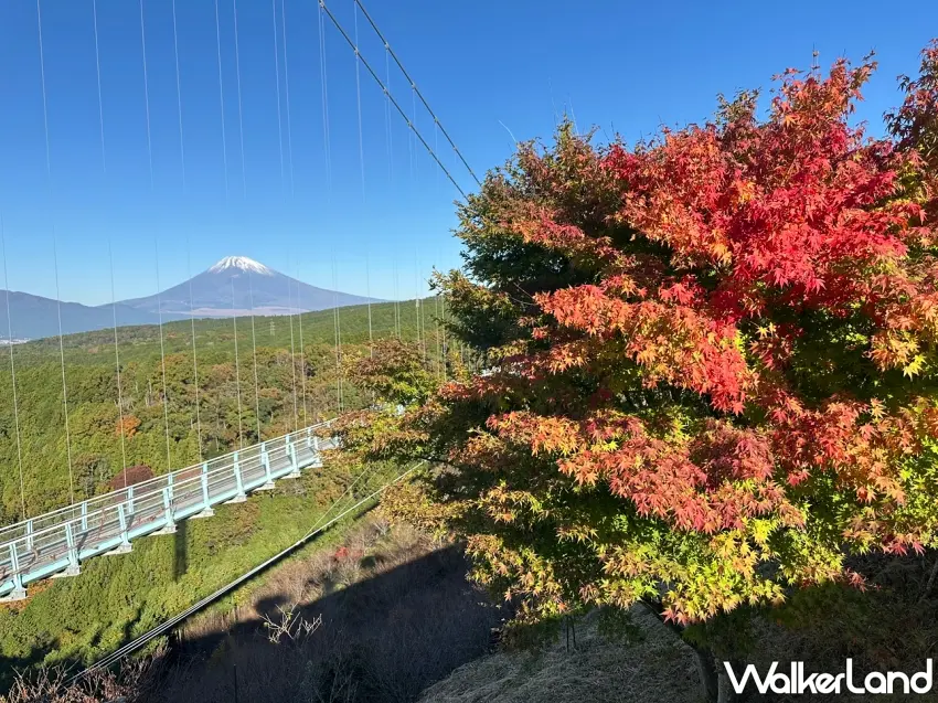 ▲紅葉配富士山太有日本秋天的味道!鮮紅與金黃色楓葉占滿畫面一側,另一邊則是遠方富士山與橫跨山谷的吊橋,三島天空步道招牌的天空紅葉就是這麼迷人。圖/三島天空步道提供;窩客島整理