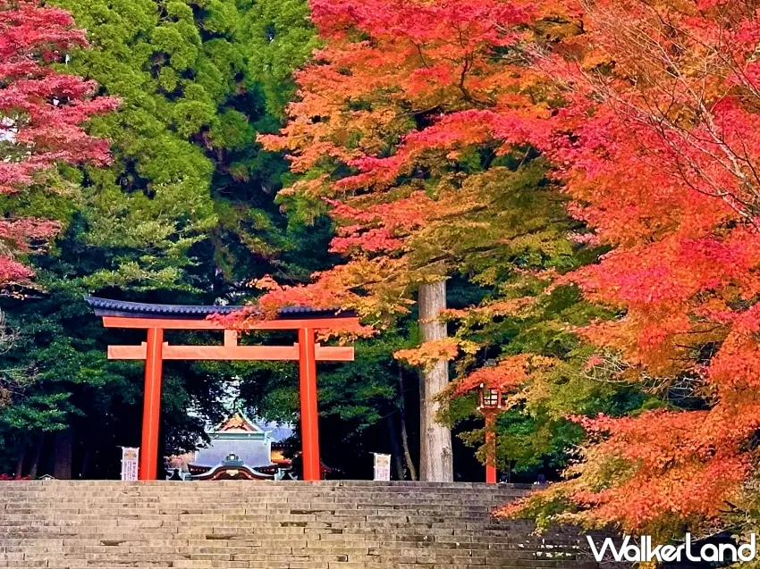 ▲霧島神宮的秋天真的美得很有日本味!鮮紅鳥居被滿滿紅葉與橘黃色樹林包圍,沿著石階往上走,每個角度都能拍出充滿秋意的神社美景。圖/霧島市提供;窩客島整理