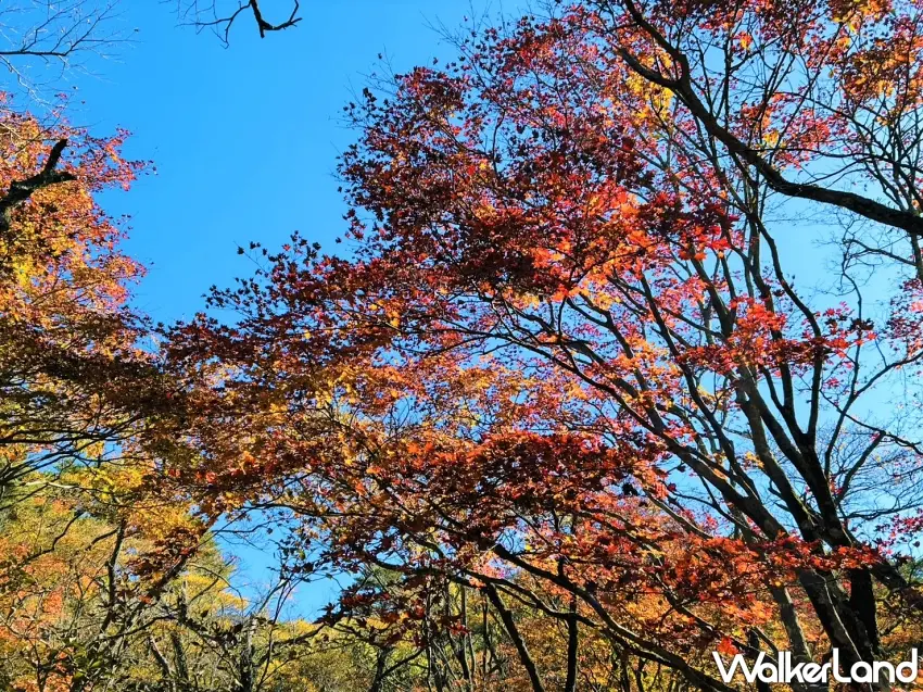 ▲喜歡日本山林風景的人一定會愛上高千穗河原!遠方高千穗峰在藍天下展開壯闊山勢,前方草地與松林增添悠閒感,很適合安排一段遠離城市的秋季散步。圖/霧島市提供;窩客島整理