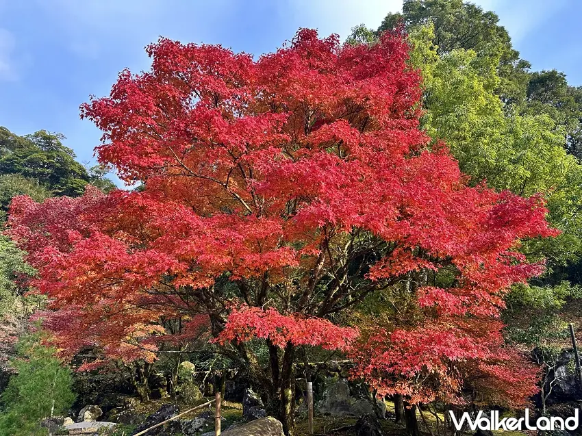 ▲霧島神宮根本是秋天必收的拍照景點!石階盡頭的朱紅鳥居,兩側被層層紅葉包圍,鮮豔楓紅搭配深綠樹林,隨手取景都能感受到濃濃日本秋日風情。圖/霧島市提供;窩客島整理