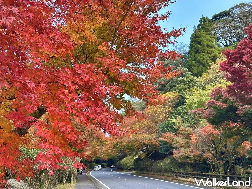 ▲霧島溫泉鄉連街道都充滿秋天氣息!道路兩旁的樹木換上鮮紅色彩,遠方還能看見山林與溫泉區建築,賞楓之餘順道安排泡湯,正是九州秋旅行的迷人玩法。圖/霧島市提供;窩客島整理