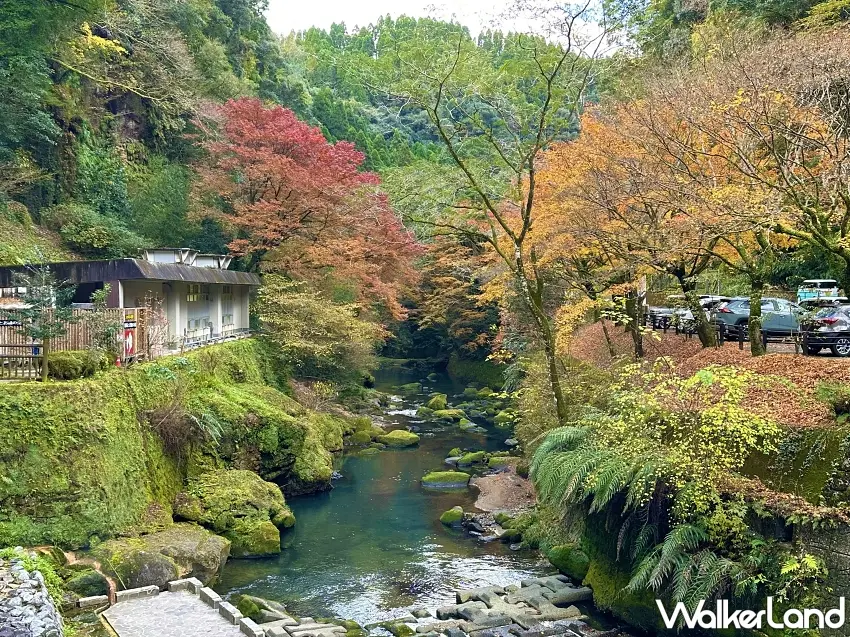 ▲神話之里公園連道路旁都被秋色點綴!紅色、橘色與金黃色樹葉交錯,搭配道之驛霧島的指示牌,來這裡不只能欣賞山景,也能感受九州秋天的悠閒氛圍。圖/霧島市提供;窩客島整理
