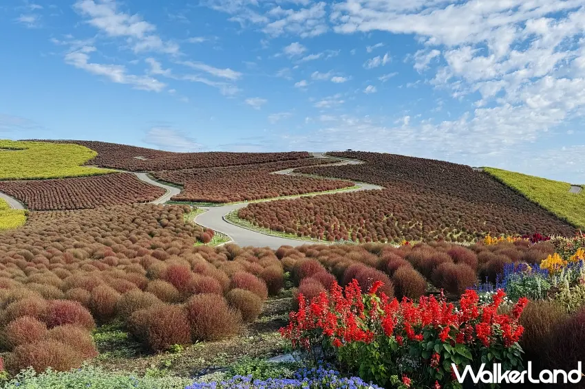 ▲日本茨城國營常陸海濱公園的見晴之丘換上秋季限定色彩,大片掃帚草從紅色漸漸轉為琥珀棕與金黃色,沿著山坡一路延伸,搭配藍天白雲與繽紛花卉,隨手拍都是秋日明信片。圖/國營常陸海濱公園提供;窩客島整理