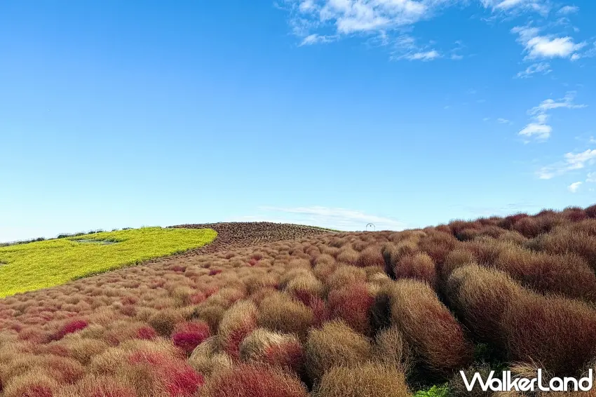 ▲原本鮮紅的掃帚草悄悄換上金棕色外衣,圓滾滾的植株一路鋪向山丘頂端,旁邊還有鮮黃色花海點綴。陽光照在掃帚草細密的枝葉上,帶出柔和的金色光澤,正是11月3日前才能欣賞到的季末限定風景。圖/國營常陸海濱公園提供;窩客島整理