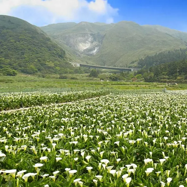 《轉角芋見愛‧情》2013竹子湖海芋季 3/22純白登場！