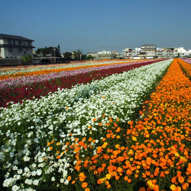 《11月下旬》高雄彩虹花田哪裡找？！來唷！走到橋頭賞花去！