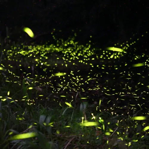 《約會新推薦》森林中的螢河系！螢火蟲季節到囉！
