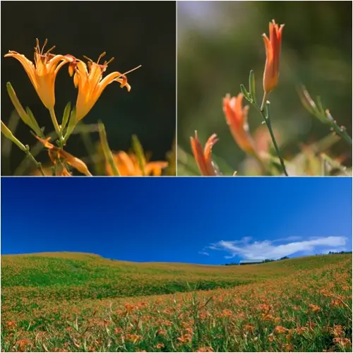 東台灣的金針花海 真的好美哦！一年一次的花開時節！
