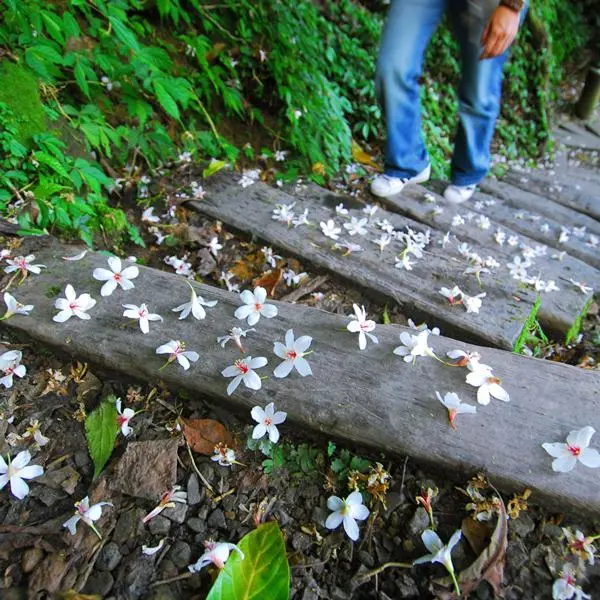 把握賞桐時機！桐花公園森林浴全台走透透！