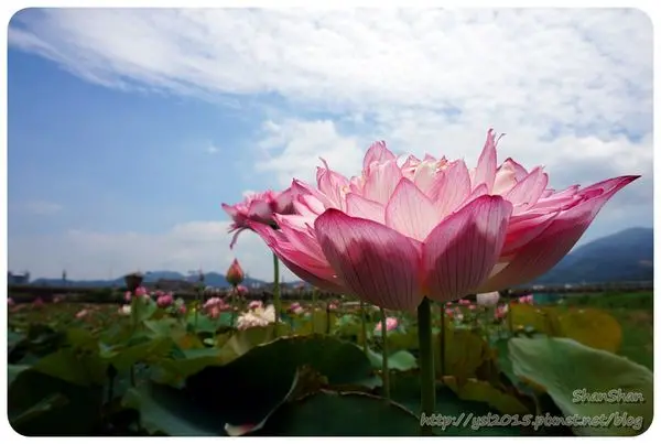 新北市追荷賞蓮 - 金山磺清橋邊&秘境！淡水屯山里