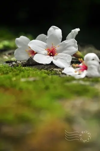 再訪平溪(美食篇)