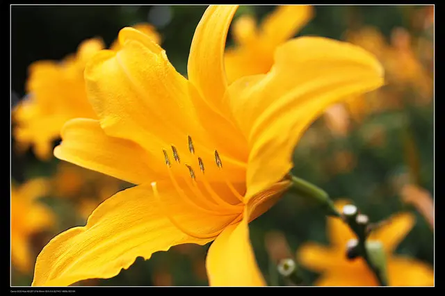 《遊║台中》新社沐心泉金針花海