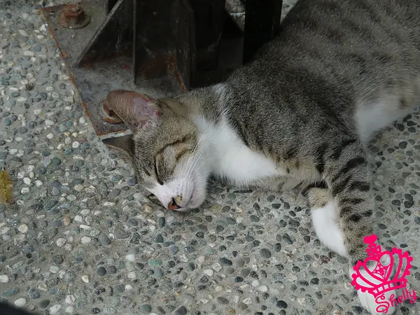 ◆新北市◆ 第一次平溪之旅之人比貓多的侯硐站