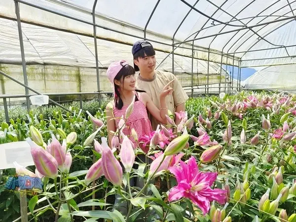 活動分享【2025阿里山百合花季】秋日浪漫的嘉義阿里山賞花之