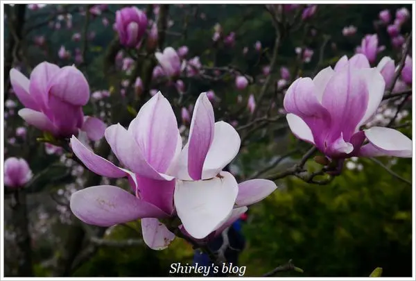 淡水‧楓樹湖賞木蓮花