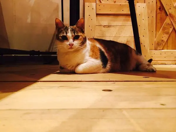 『信義區』工業風格  Musée Kitchen & Bar ~帶有微微的fusion 義式料理小酒吧~