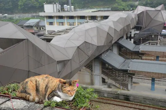 與貓咪的幸福約會，重回採煤的舊時光~~猴硐貓村