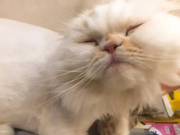 ⊙下午茶好去處⊙The Who Cafe 框影立體貓咪咖啡廳➜㊣春桃超可愛㊣信義四四南村⊙