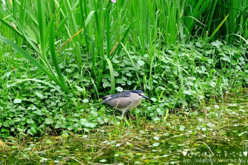 【台北-萬華區】青年公園綠意盎然，林木扶疏，設施完善很適合親子同遊