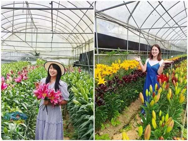 活動分享【2025阿里山百合花季】秋日浪漫的嘉義阿里山賞花之