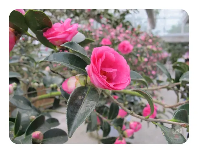 【宜蘭】充滿花香味白色城堡~香草菲菲
