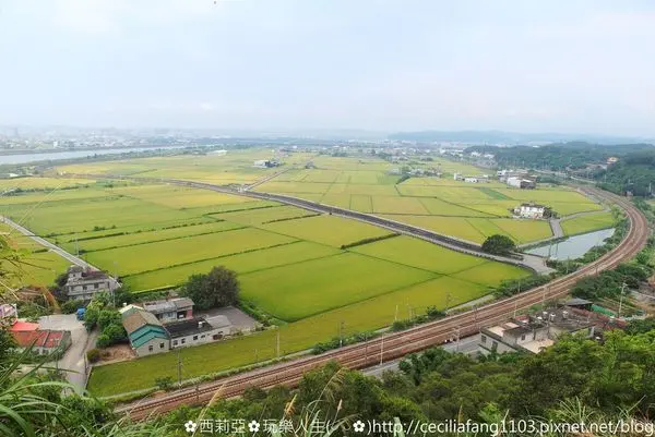 【苗栗。造橋鄉】遠眺阡陌縱橫稻田好風光。猶如綠色地毯讓人著迷~鄭漢步道