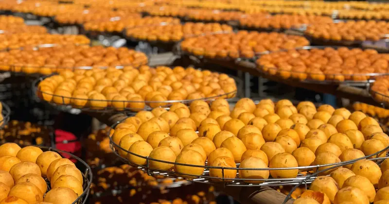 新竹柿餅季來了!味衛佳柿餅觀光農場 整片柿餅海超好拍,30元柿餅冰必吃。