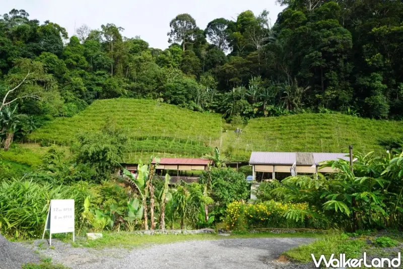 吉隆坡特色美食餐廳推薦！森芭梯田：山林間品嚐田園料理、體驗露營生活