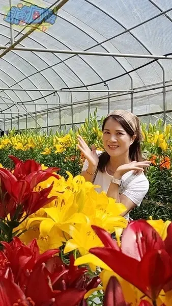 活動分享【2025阿里山百合花季】秋日浪漫的嘉義阿里山賞花之