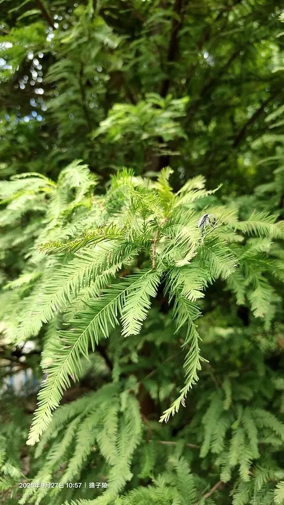 2025桃園長庚養生村落羽松最新現況分享，9/27現場直擊，