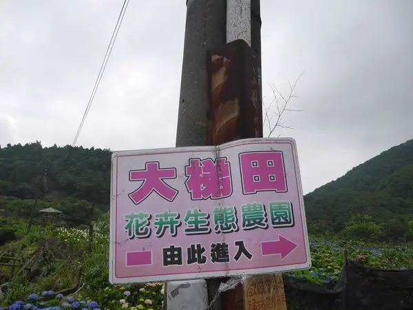 陽明山竹子湖》大梯田花卉生態農園♥超美的繡球花季