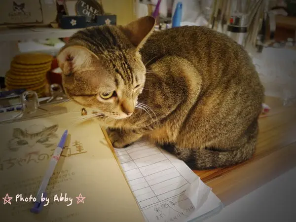 【食記:捷運忠孝復興站】貓咪先生的朋友。萌貓伴食超討喜。台北東區 / 早午餐/下午茶(附完整菜單)