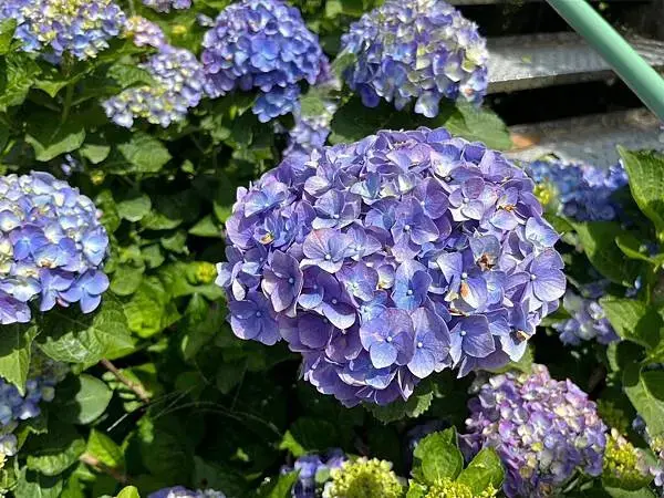 LINE_ALBUM_20240518陽明山繡球花_240522_85