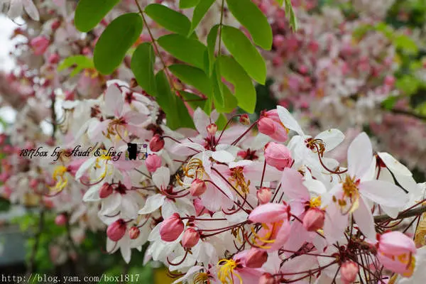 【嘉義。竹崎】又見櫻花開？ 竹崎親水公園。花旗木（桃紅陣雨樹）綻放
