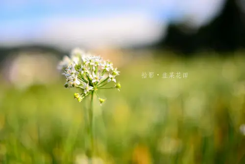 [拾影-國內-桃園大溪]大溪韭菜花季逍遙遊-來看九月雪吧！