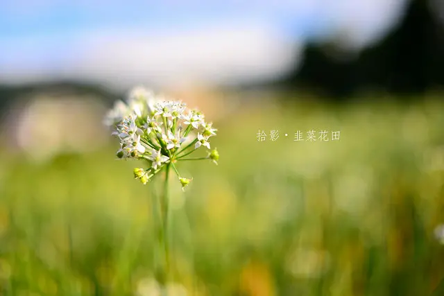 [拾影-國內-桃園大溪]大溪韭菜花季逍遙遊-來看九月雪吧！