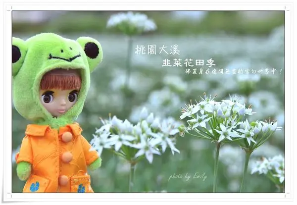 ╠桃園。大溪╣搶先報報!!!!!!初秋的腳步剛到,微感涼意的9月悄悄盛開雪白色的韭菜花~♥ 白綠相映一望無際享受田野美景(2016.09.03韭菜花況)