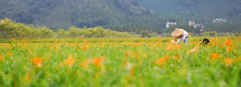 忘憂 . 來跳舞吧 ! * 日月潭 . 頭社金針花季