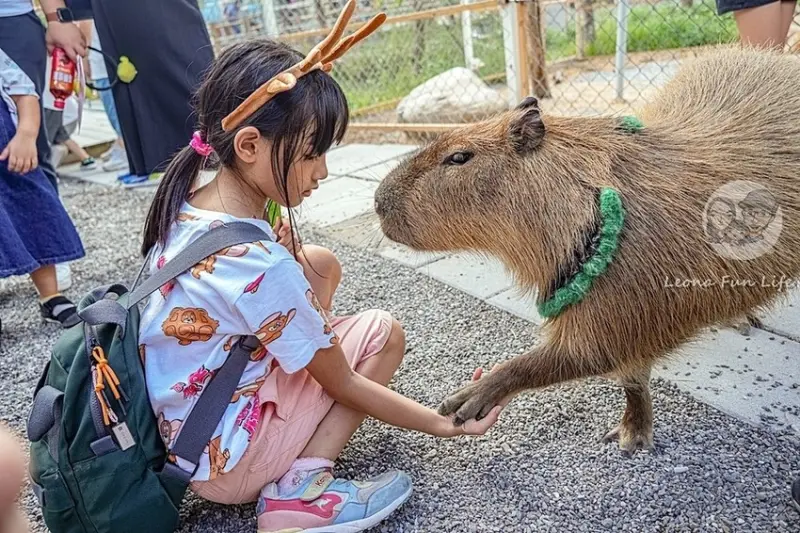 ▲宜蘭冬山農場景點推薦：星夢森林劇場，不僅能餵水豚，還能跟水豚握手 /利歐娜樂生活 Leona Fun Life 提供、WalkerLand窩客島整理