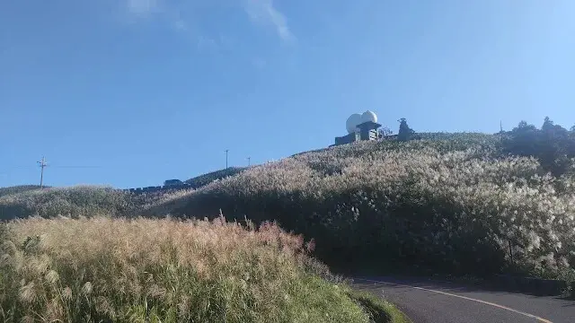 五分山氣象雷達站 - 芒草