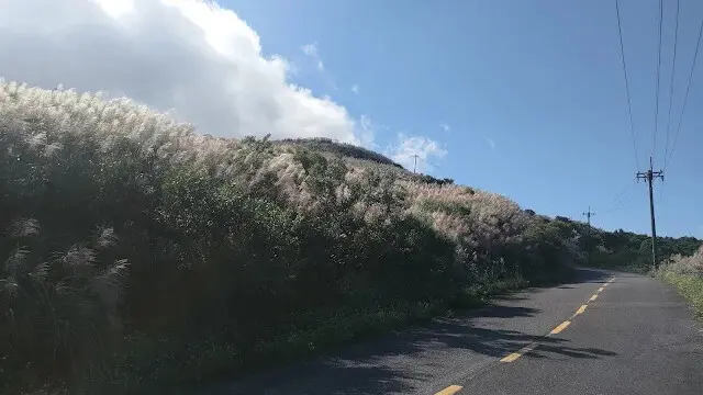 五分山氣象雷達站 - 芒草