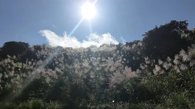 五分山氣象雷達站 - 芒草