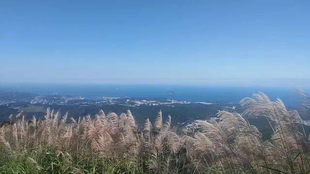 五分山氣象雷達站 - 芒草