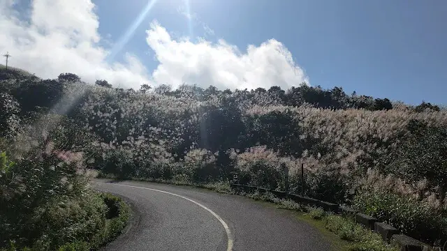 五分山氣象雷達站 - 芒草