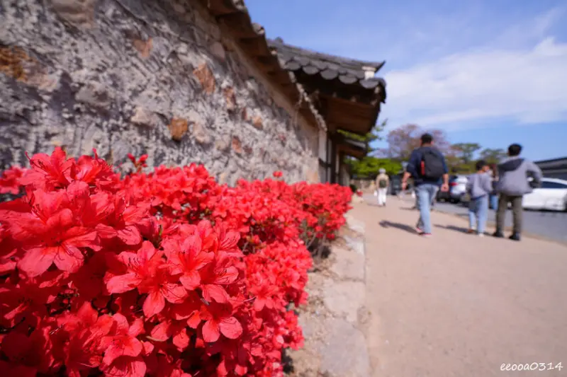 釜山旅遊「校村崔氏古宅」， 韓屋造型星巴克大陵苑店、順遊瞻星