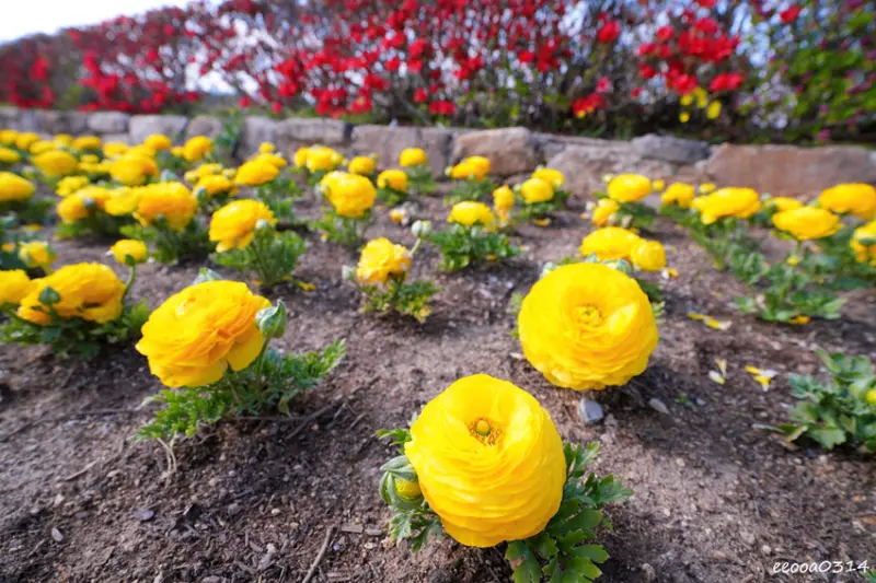 釜山旅遊「校村崔氏古宅」， 韓屋造型星巴克大陵苑店、順遊瞻星